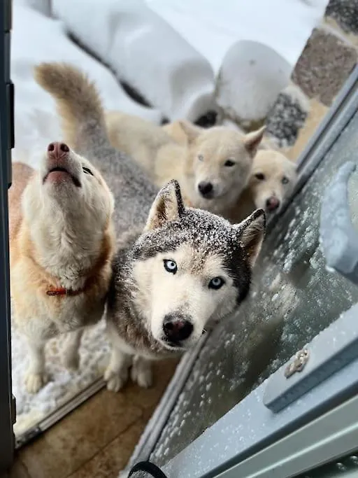 La Petite Siberie Nature Cadre Exceptionnel Mazet-Saint-Voy Apartment